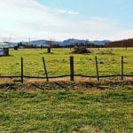 picking et pruning de kiwis-travailler l’hiver en Nouvelle Zélande