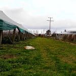 plantation de kiwis-travailler l’hiver en Nouvelle Zélande