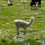 Entourés de lamas au Parc de Sajama-Bolivie