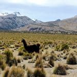 Entourés de lamas au Parc de Sajama-Bolivie