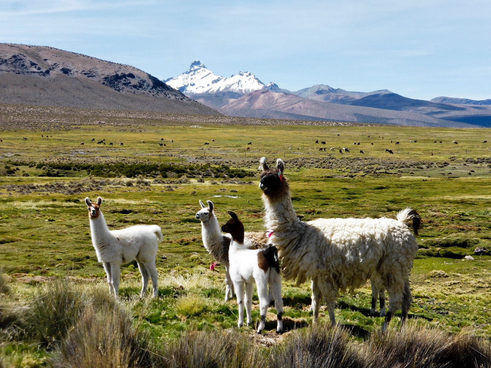 You are currently viewing Notre périple en Bolivie, un pays en altitude